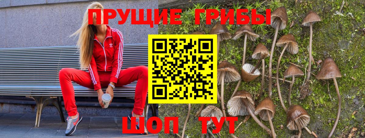 Псилоцибиновые грибы GOLDEN TEACHER Муром